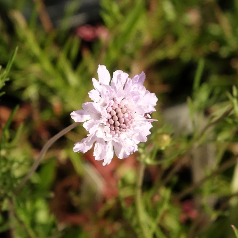 Scabiosa canescens - Vedovina canescente (Fioritura)