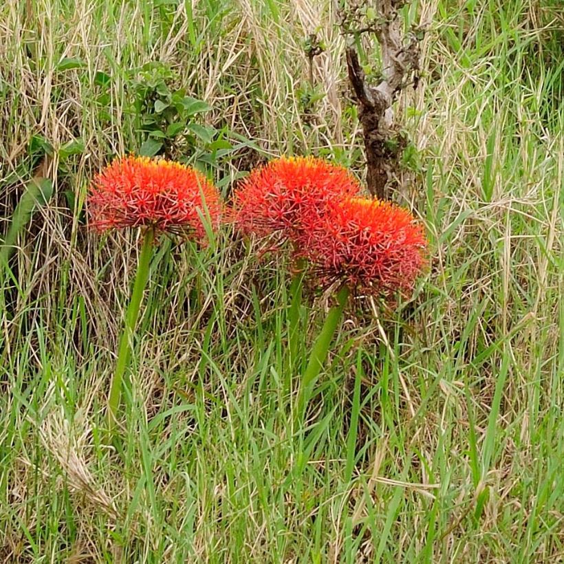 Scadoxus multiflorus subsp multiflorus (Porto)