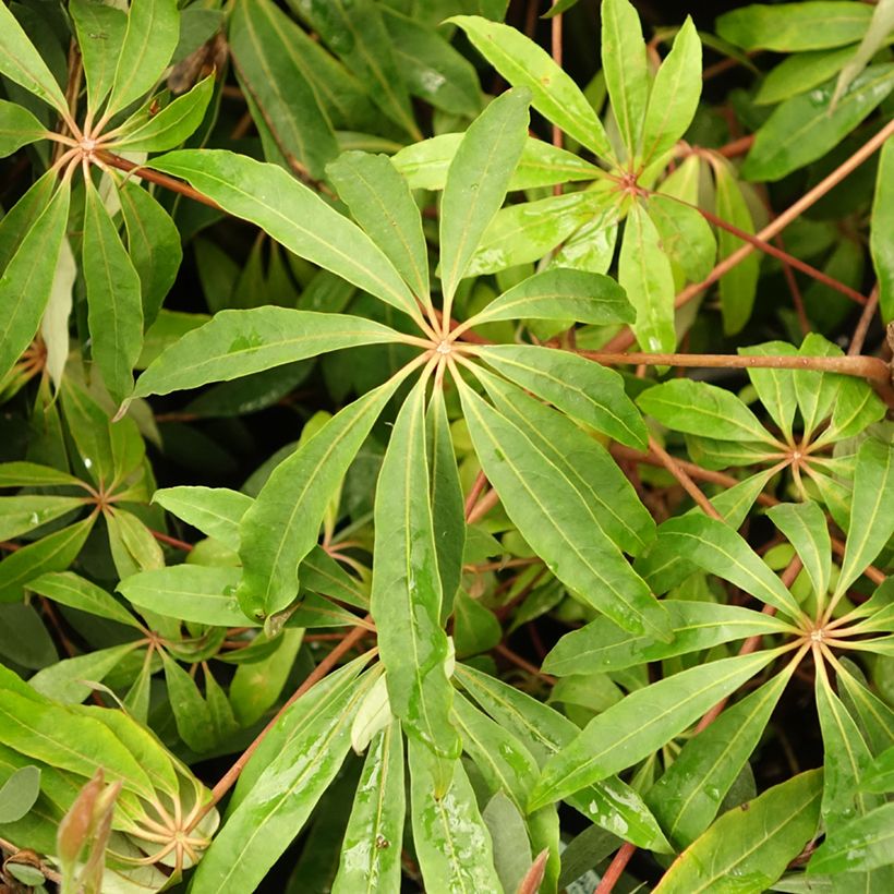 Schefflera taiwaniana (Fogliame)