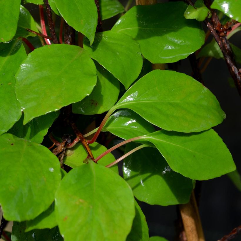 Schisandra rubriflora - Bacca dei 5 sapori (Fogliame)