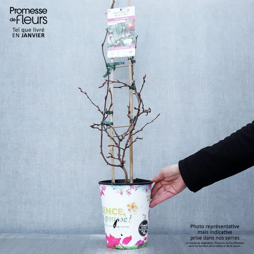 Schisandra rubriflora Pot de 4L/5L esemplare consegnato in inverno