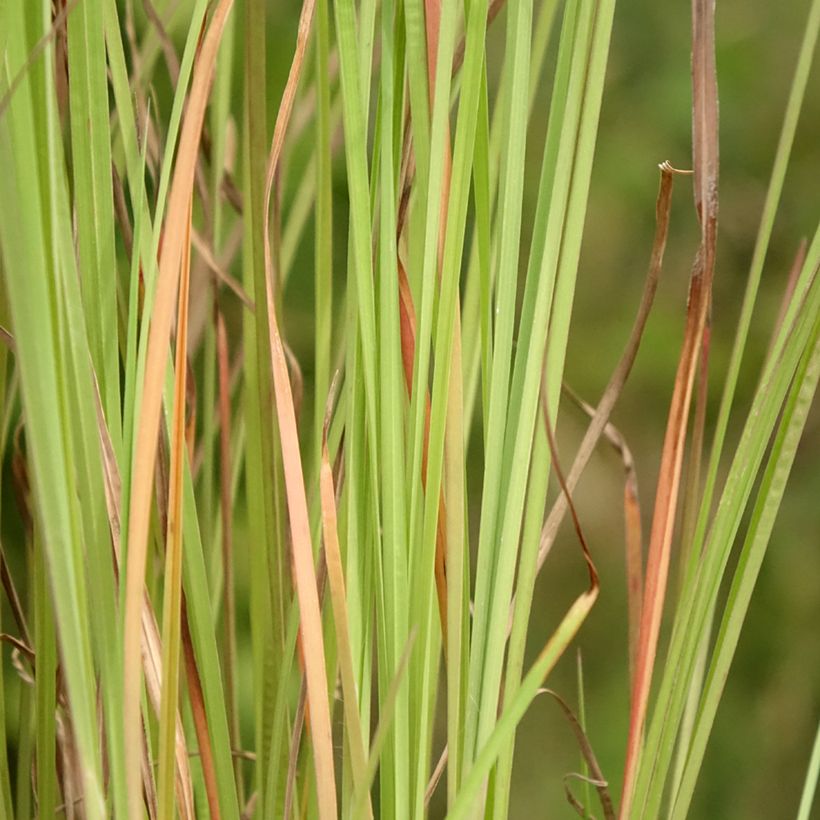 Schizachyrium scoparium Blaze (Fogliame)