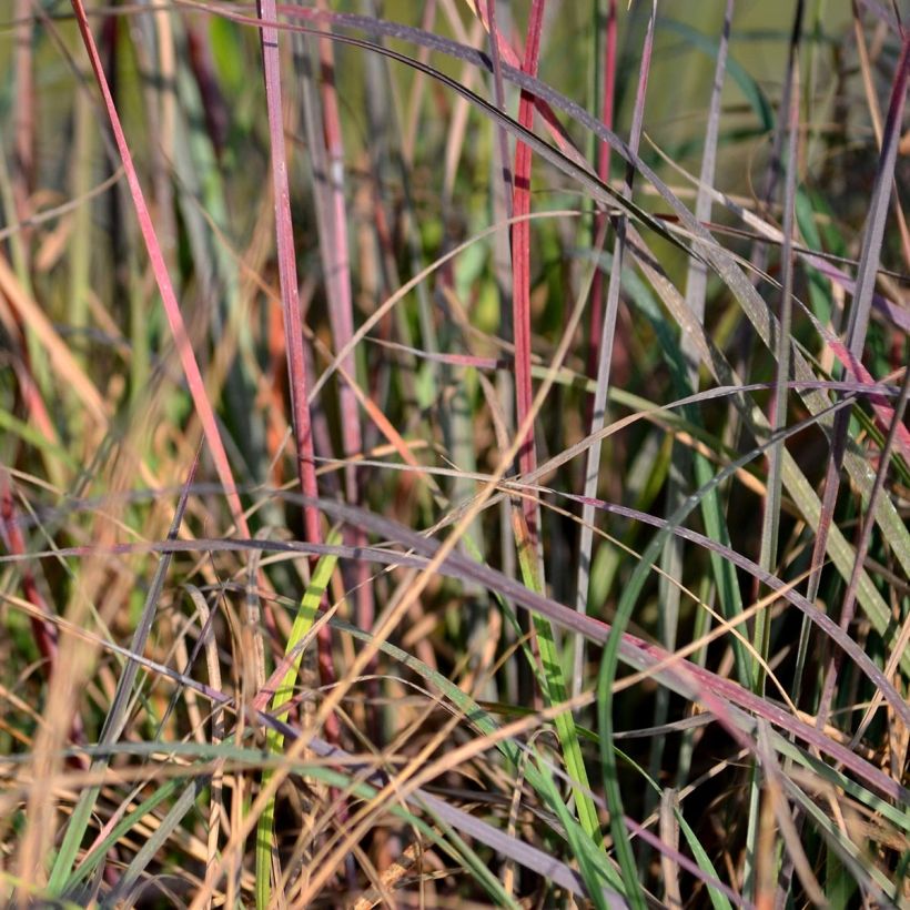 Schizachyrium scoparium Blue Heaven (Fogliame)