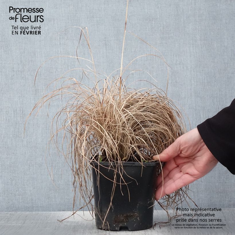 Schizachyrium scoparium Ha Ha Tonka - Herbe à balais - Pot de 2L/3L esemplare consegnato in inverno