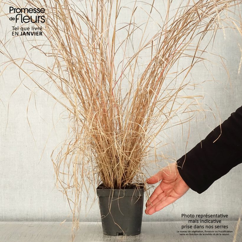 Schizachyrium scoparium Prairie Blues en pot de 2/3 litres esemplare consegnato in inverno