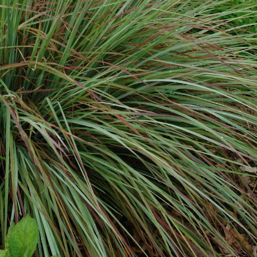 Schizachyrium scoparium Standing Ovation (Fogliame)