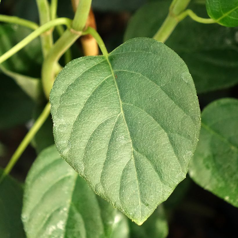 Schizophragma fauriei Angel Wings (Fogliame)