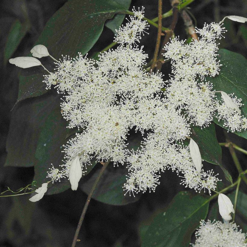 Schizophragma fauriei Angel Wings (Fioritura)