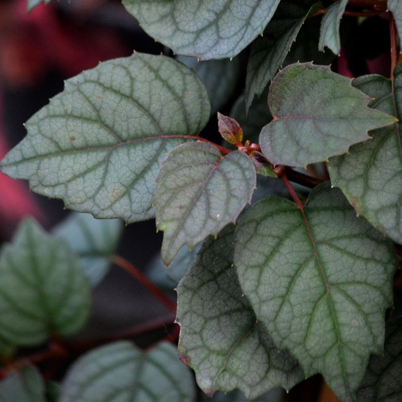 Schizophragma hydrangeoides Moonlight (Fogliame)