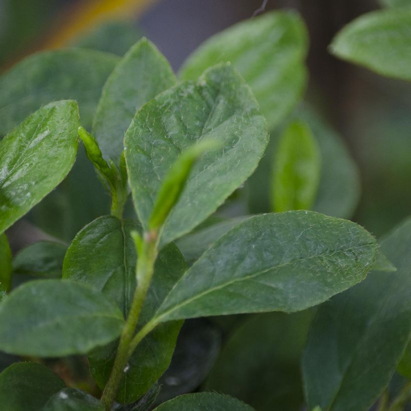 Azalea Schneewittchen (Fogliame)