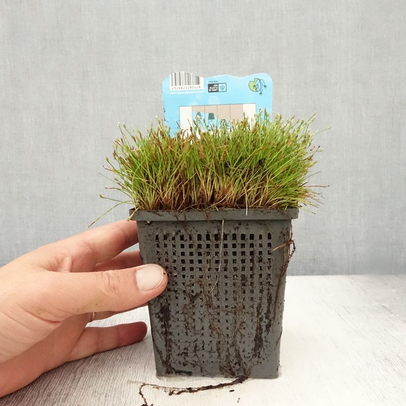 Esemplare di Scirpus isolepsis - Pot de 1L/1,5L consegnato in estate