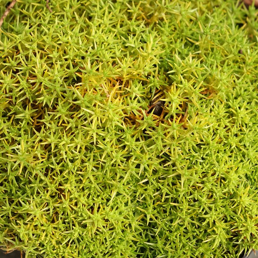 Scleranthus uniflorus (Fogliame)