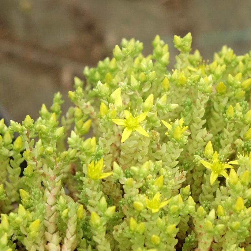 Sedum acre Yellow Queen - Borracina acre (Fogliame)