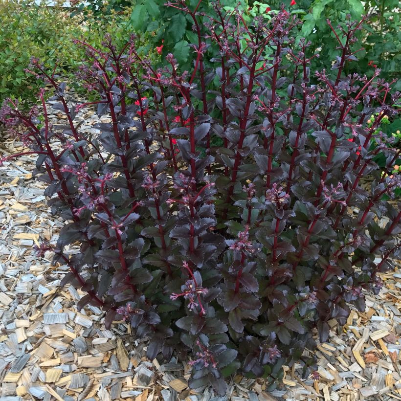 Sedum Black Knight (Porto)