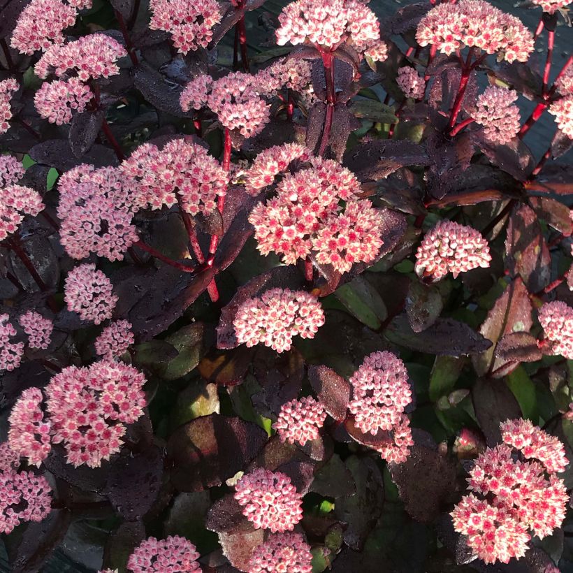 Sedum Black Knight (Fioritura)