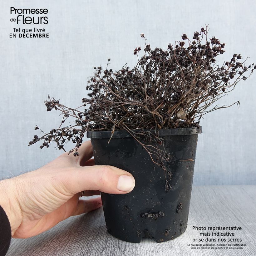 Sedum cauticola Lidakense - Orpin Pot de 1.5L/2L esemplare consegnato in inverno