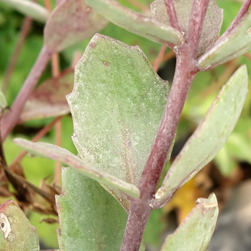 Sedum cauticola Robustum (Fogliame)