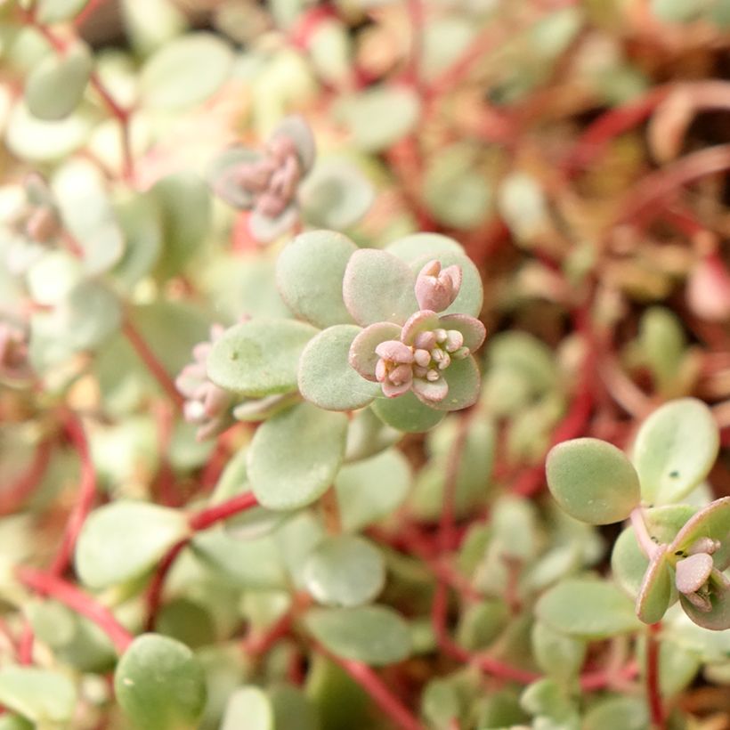 Sedum cyaneum Rosenteppich (Fogliame)