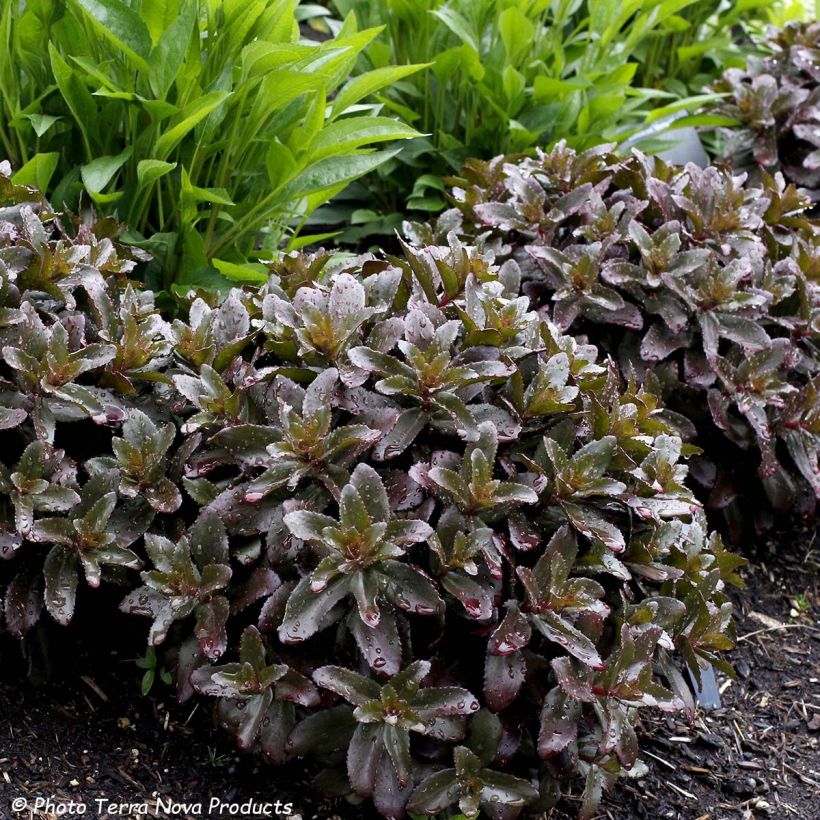 Sedum telephium Dark Magic (Fogliame)