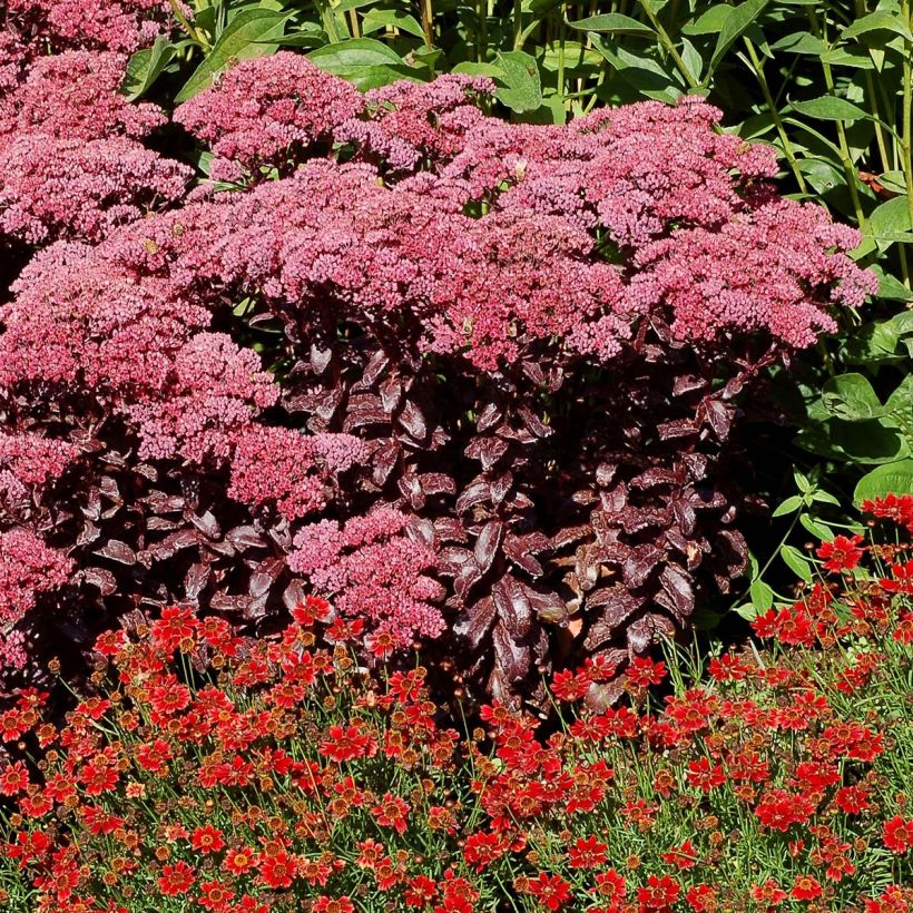 Sedum telephium Dark Magic (Porto)