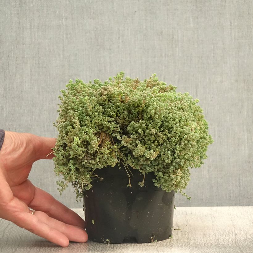 Esemplare di Sedum dasyphyllum - Orpin à feuilles épaisses Pot de 1,5L/2L consegnato in estate