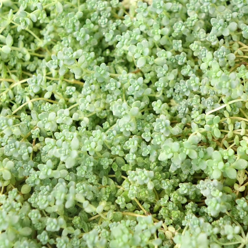 Sedum dasyphyllum - Borracina cinerea (Fogliame)