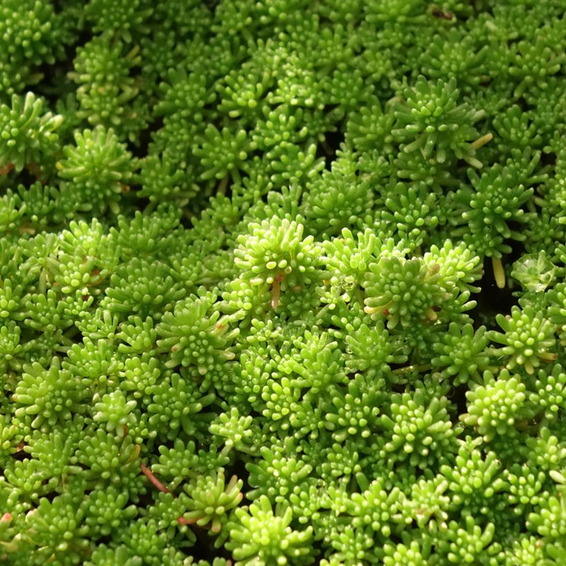 Sedum lydium Glaucum (Fogliame)