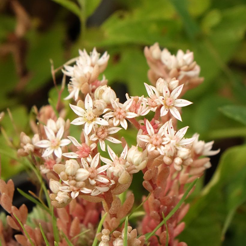 Sedum lydium Glaucum (Fioritura)