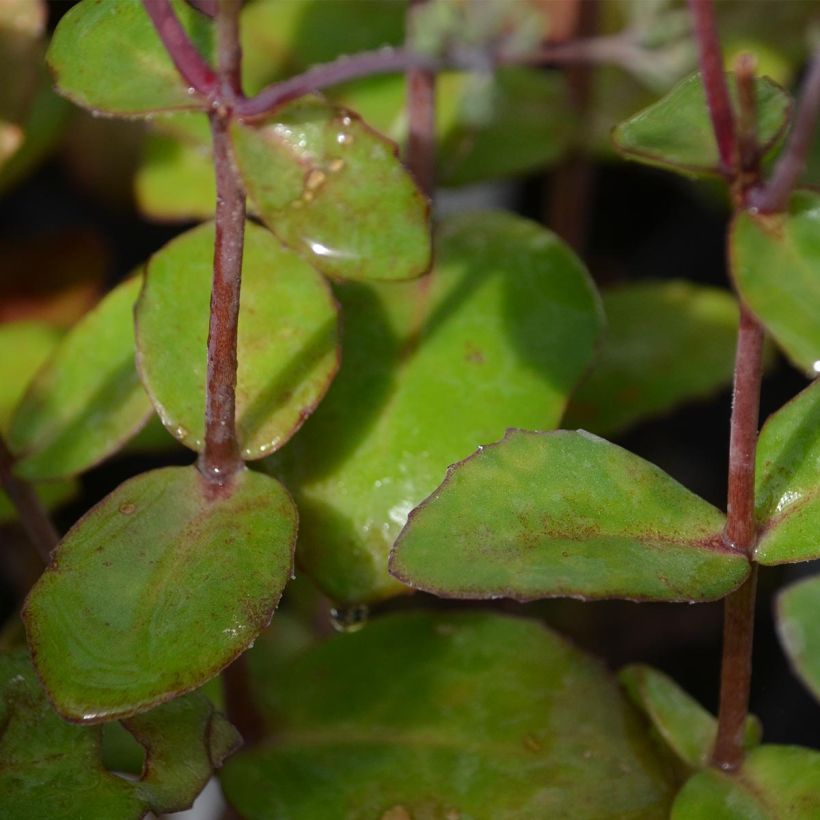 Sedum Matrona (Fogliame)