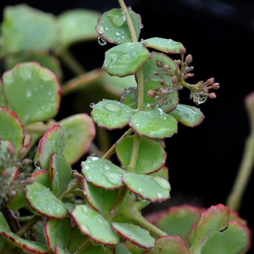 Sedum sieboldii sieboldii (Fogliame)