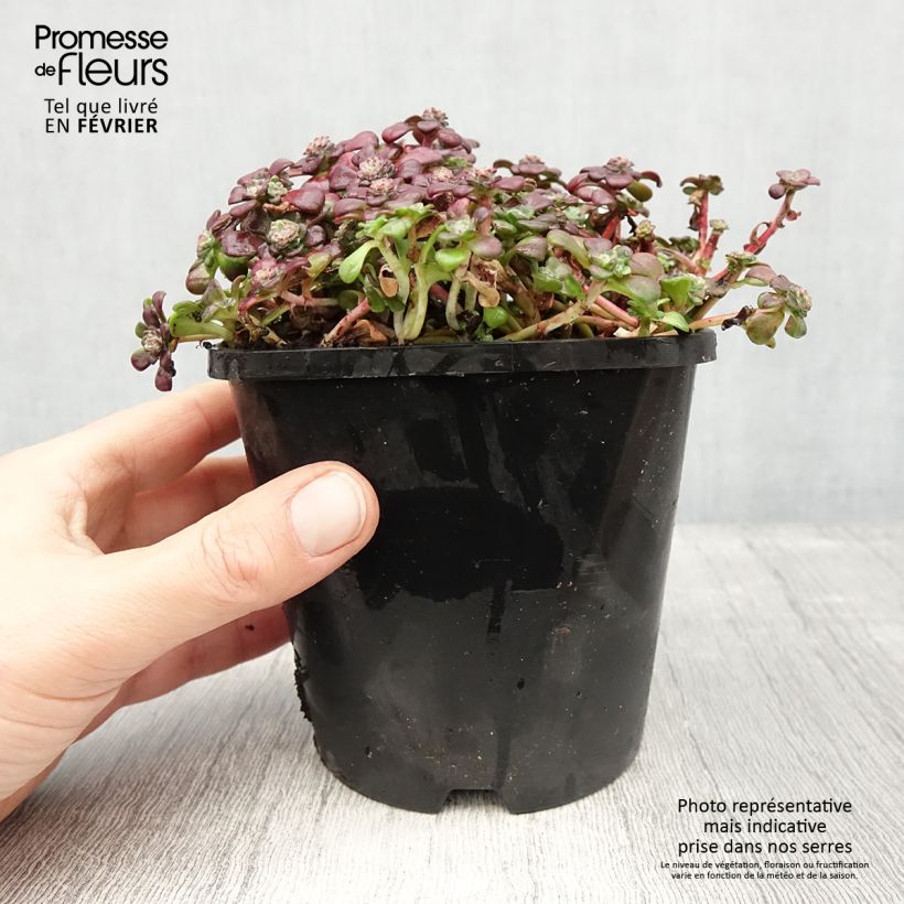 Sedum spathulifolium Purpureum - Orpin Pot de 2L/3L esemplare consegnato in inverno