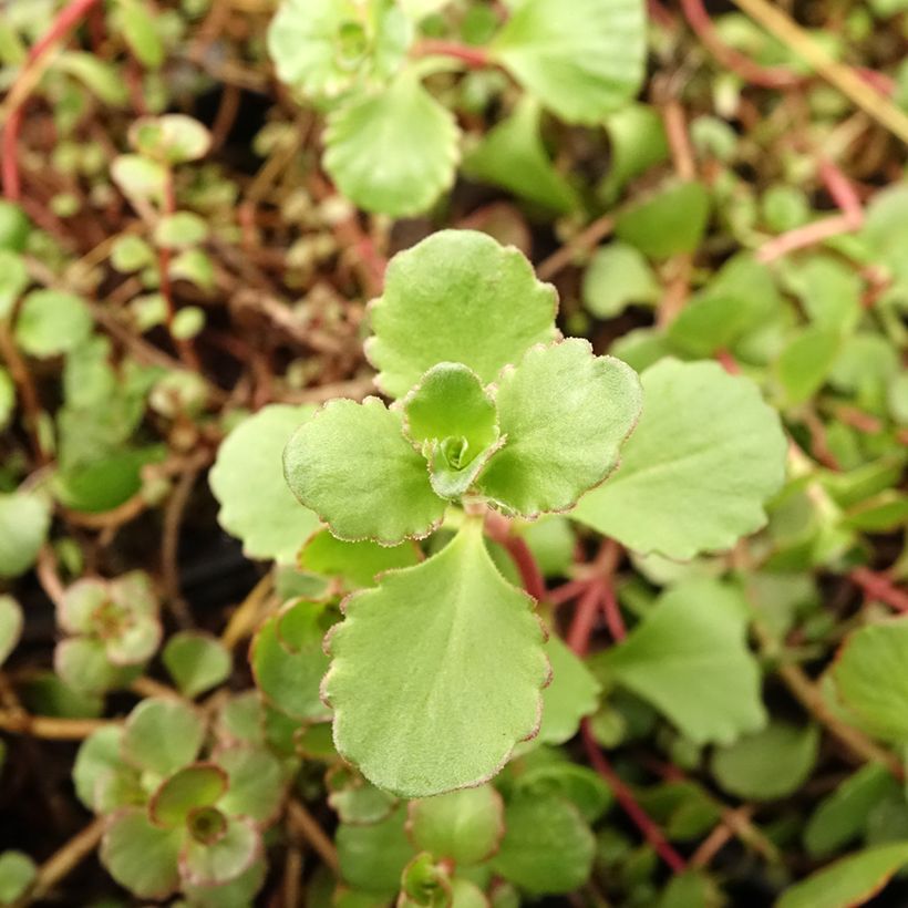 Sedum spurium Woodoo (Fogliame)