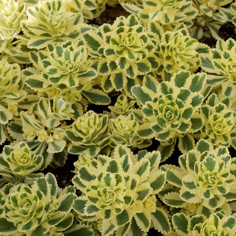 Sedum takesimense Atlantis (Fogliame)