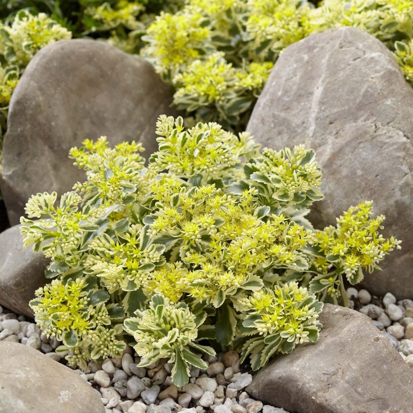 Sedum takesimense Atlantis (Porto)