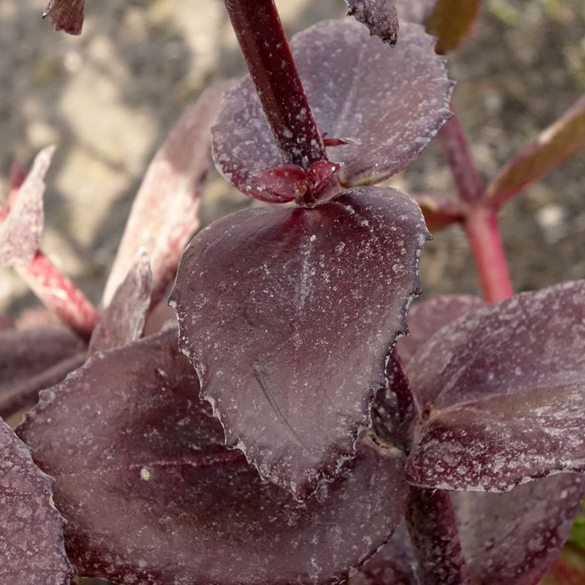 Sedum Bon Bon (Fogliame)