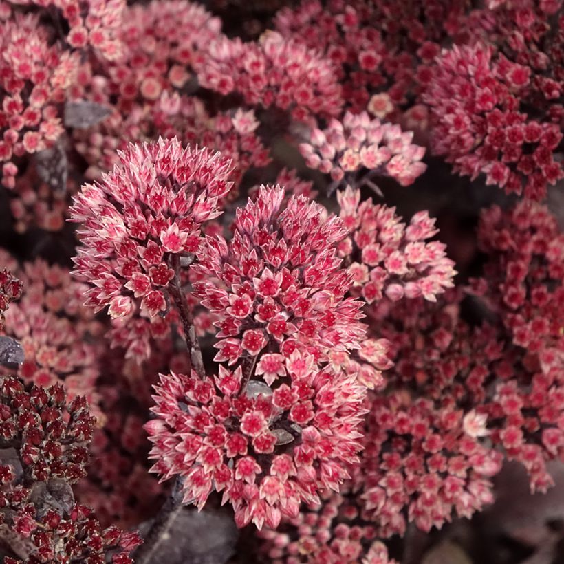 Sedum Bon Bon (Fioritura)