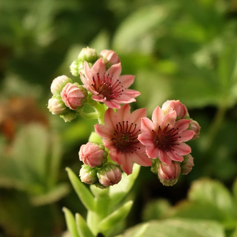 Sempervivum arachnoideum Rubrum - Semprevivo ragnateloso (Fioritura)