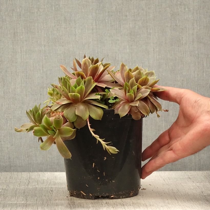 Sempervivum (BigSam series) Ruby Star - Joubarbe Pot de 3L/4L esemplare consegnato in primavera