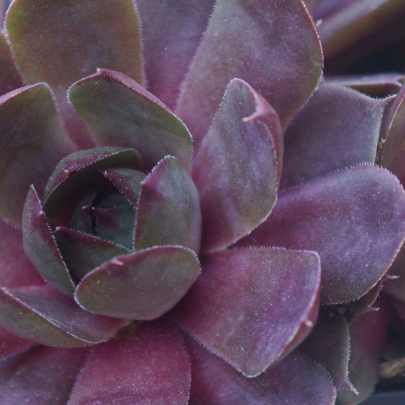 Sempervivum Chick Charms Plum Perfect - Semprevivo (Fogliame)