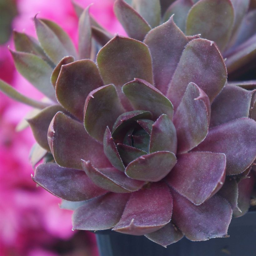 Sempervivum Chick Charms Plum Perfect - Semprevivo (Porto)