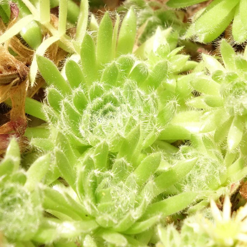 Sempervivum ciliosum var. borisii (Fogliame)