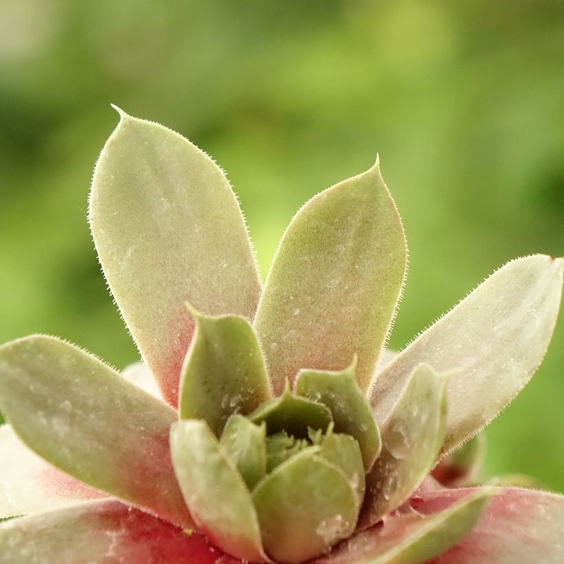 Sempervivum Commander Hay - Semprevivo (Fogliame)