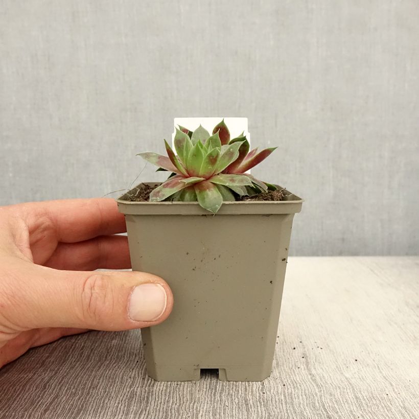 Sempervivum Gay Jester - Semprevivo Vasetto da 8/9 cm esemplare consegnato in primavera