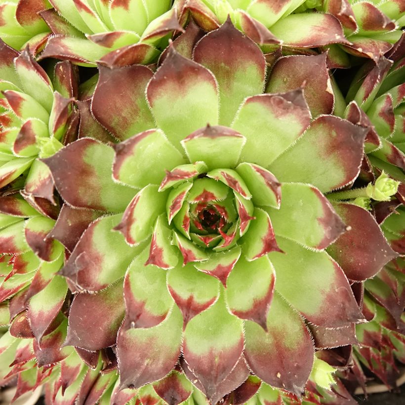 Sempervivum Noir - Semprevivo (Fogliame)