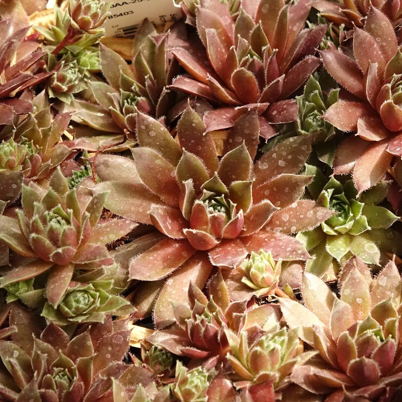 Sempervivum Pilatus - Semprevivo (Fogliame)