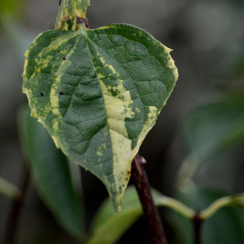 Philadelphus lemoinei Innocence - Filadelfo (Fogliame)