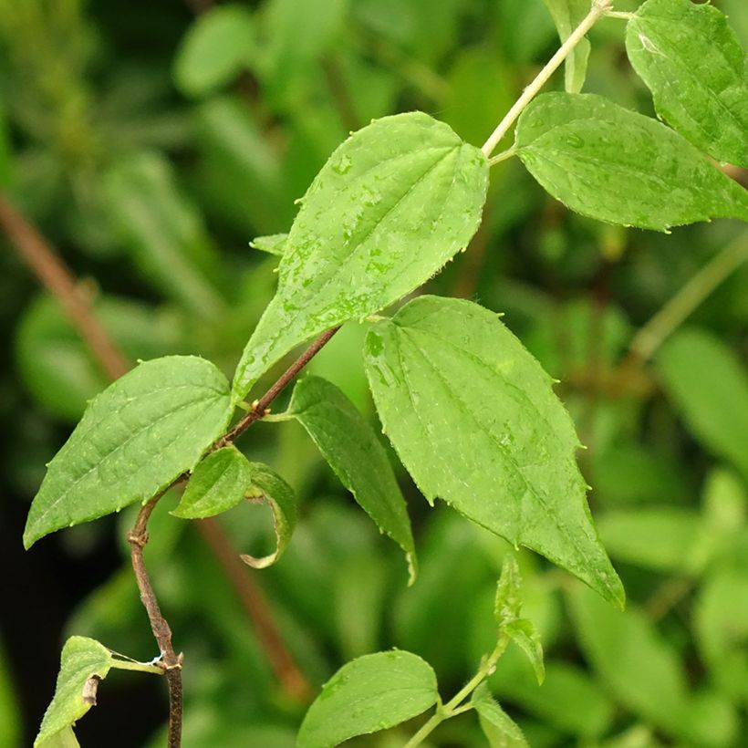 Philadelphus mexicanus - Filadelfo (Fogliame)