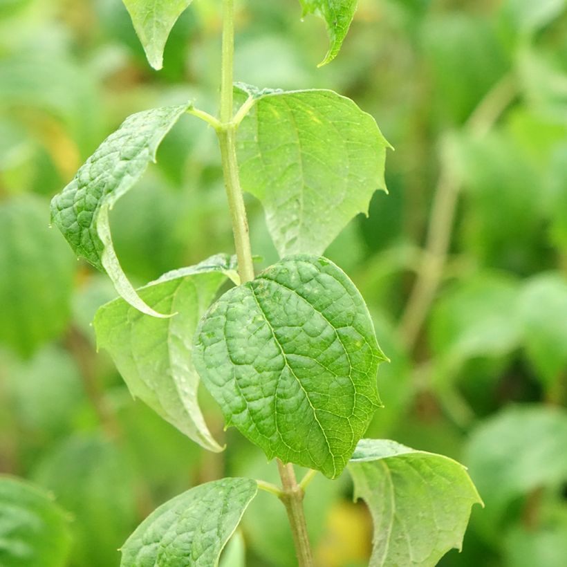 Philadelphus Beauclerk - Filadelfo (Fogliame)