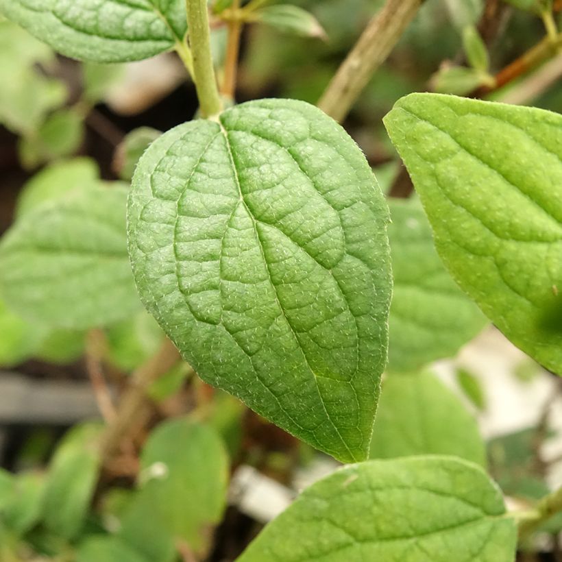 Philadelphus Snowbelle - Filadelfo (Fogliame)