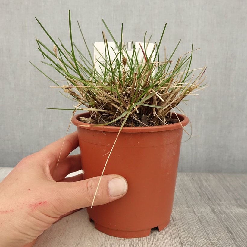 Sesleria caerulea - Seslérie bleue Pot de 1L/1.5L esemplare consegnato in primavera